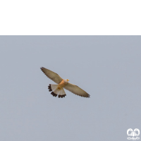 دلیجه کوچک Lesser Kestrel